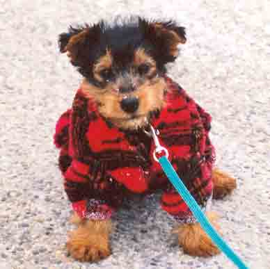 Welsh Terrier Puppies on Welsh Terrier