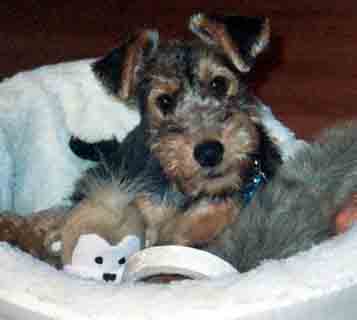 Welsh Terrier Puppies on Welsh Terrier