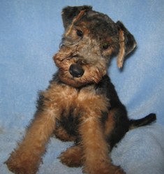 Welsh Terrier Puppy