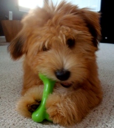 Soft Coated Wheaten Terrier