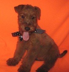 Irish Terrier Puppy