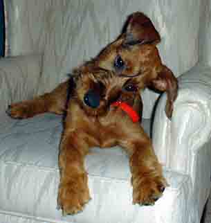 Irish Terrier