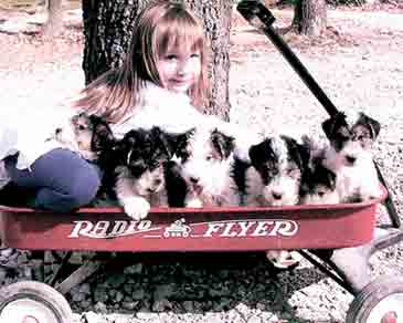 Wire Fox Terrier Puppies